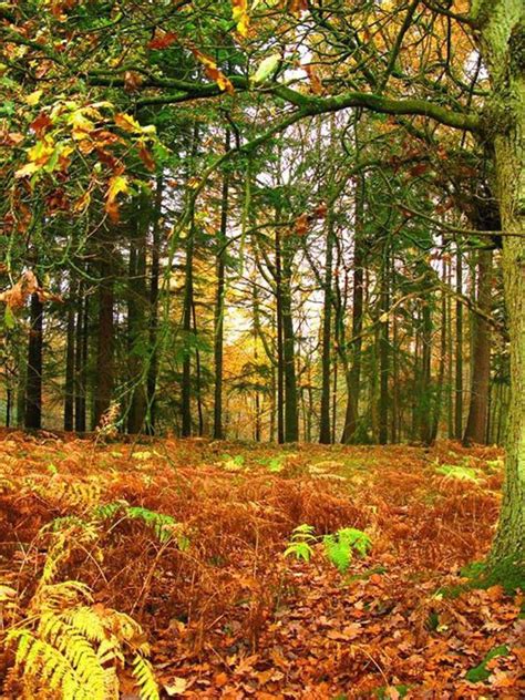 Stunning Autumn Pic In The Forest Of Dean 🌲🍂🍁🍄 Forest Of Dean Irish