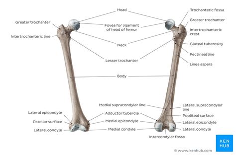 12 photos of the long bone labeled. Long Bone Labeled : It lies in the central portion of the ...
