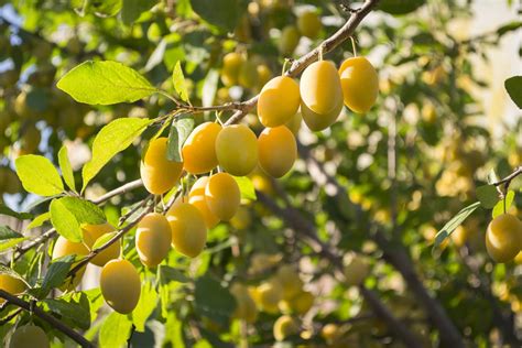 What Is A Yellow Egg Plum Learn About European Plum ‘yellow Egg Care