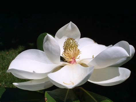 wallpapers: Southern Magnolia Flower Wallpapers