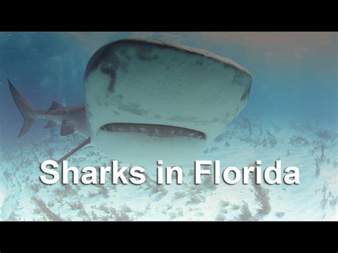 Recent Florida Shark Attacks On The Rise But Thats Expected Heres