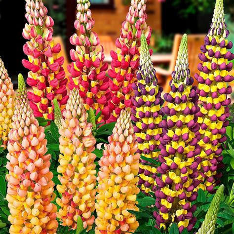 Heben sie ein pflanzloch aus, das mindestens so tief ist wie die wurzel, die die pflanze gebildet hat. Sortiment Riesen-Lupinen West Country, 3 Stück | von ...