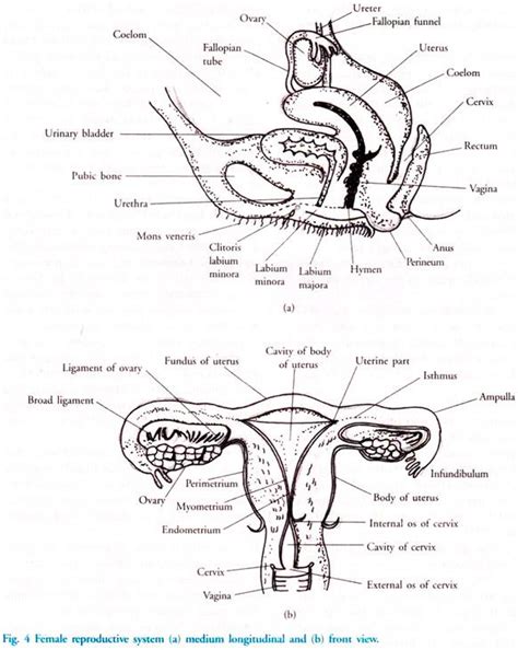 Diagram Anatomy Female Reproductive System Human Physiology Functional Anatomy Of The Female