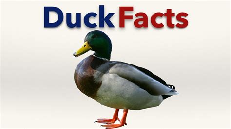 Duck Facts Youtube