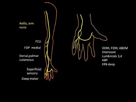 Ultrasound Evaluation Of Neuropathies Around The Elbow Joint A
