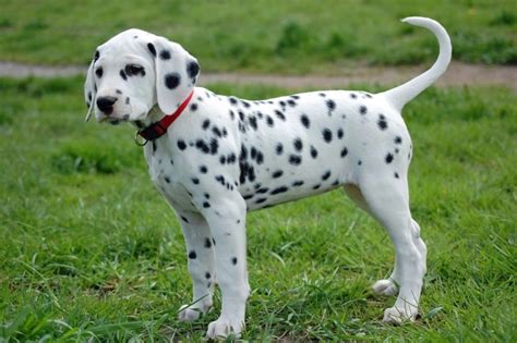 Dalmatian Dogs Breed Facts Information And Advice Pets4homes