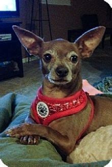 Pearce performs every euthanasia with compassion and care and considers it an honor to be a part of such a crucial time in your pet's life. Pictures of Maggie a Chihuahua Mix for adoption in Mesa ...