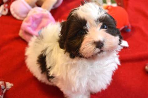 To learn more about each adoptable havanese, click on the i icon for some fast facts, or click on their name or photo for. Chocolate Havanese puppy, Chocolate Havanese puppy for ...