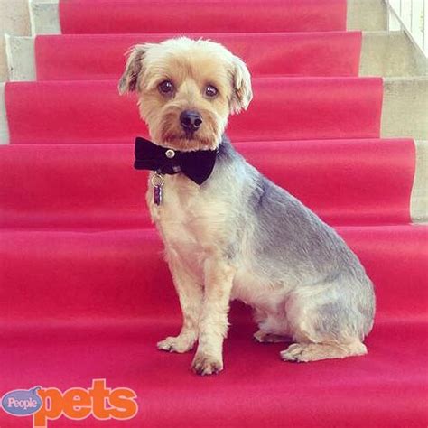 Bow wow is a pet. The Cutest Pets on Twitter This Week! - BOW-WOW TIE ...