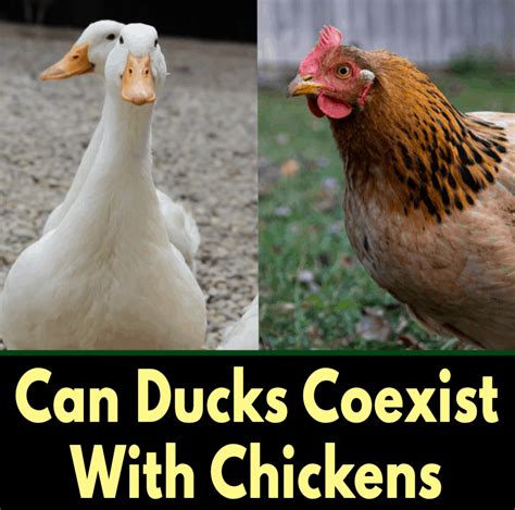 Can Ducks Live In The Same Coop With Chickens