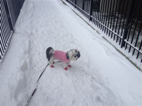 Daisy Dog Shih Tzu Maltese Morning Walk 2/2018 Lane Park All