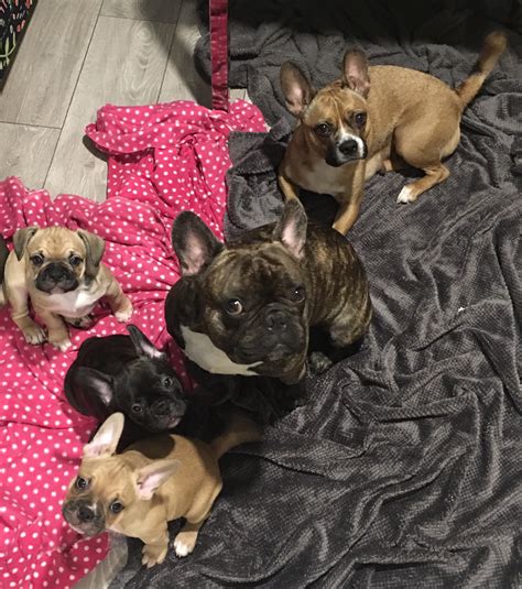 Get a boxer, husky gorgeous french bulldog puppies are ready to go home. french bulldog x boston terrier puppies | Mixed Breed for ...