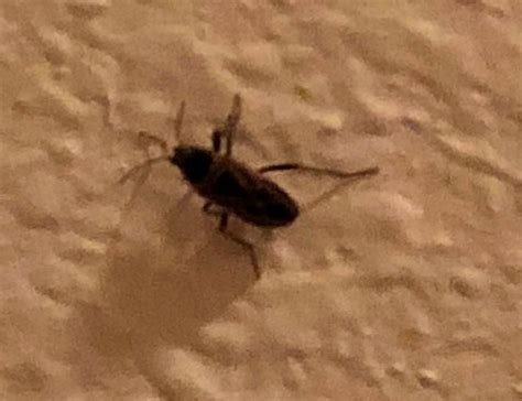 Black Beetles Invade House Now What Ask An Expert