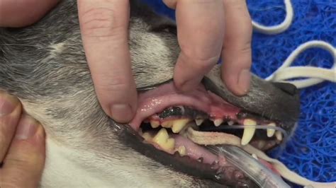 Dog Dental Surgical Extraction Of Carnassial Tooth Removal Of 4th