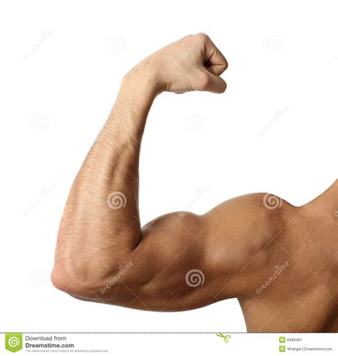 Bicep Muscle
