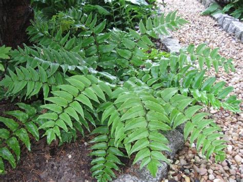 Cyrtomium fortunei is an evergreen fern growing to 0.5 m (1ft 8in) by 0.4 m (1ft 4in). Cyrtomium fortunei Japanese Holly Fern | Plants4Home