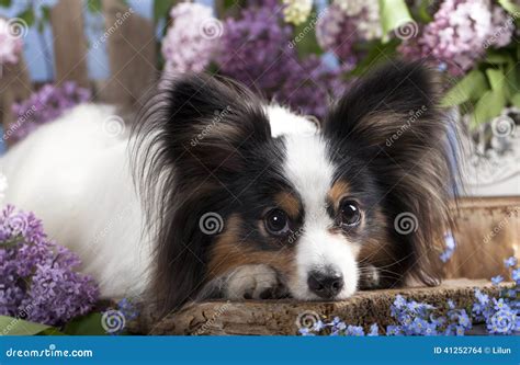 Dog Butterfly Stock Photo Image Of Canine Look Passionate 41252764