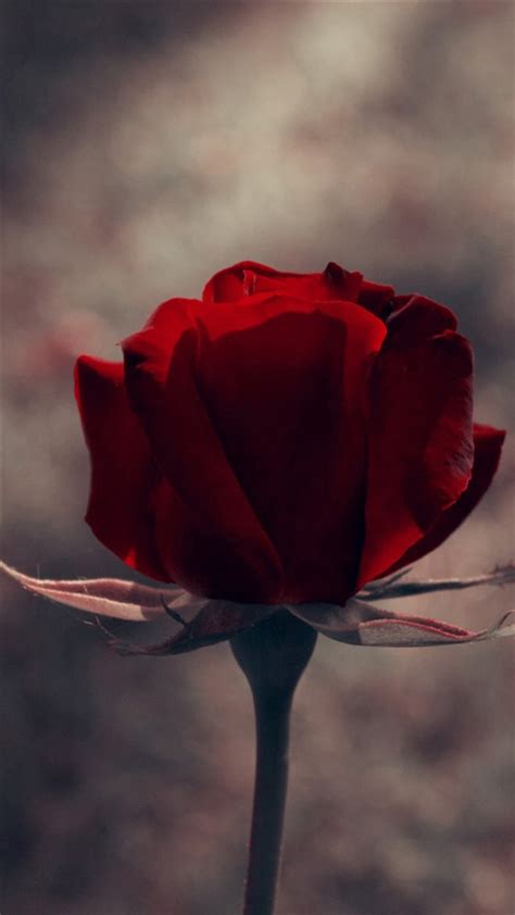 Vintage One Red Rose Macro Iphone 8 Wallpapers Free Download