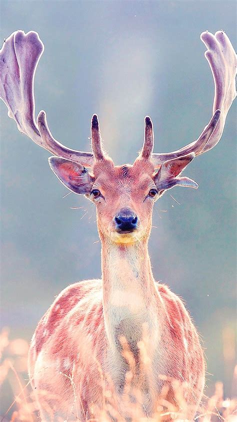Funny Deer Backgrounds New Wallpapers