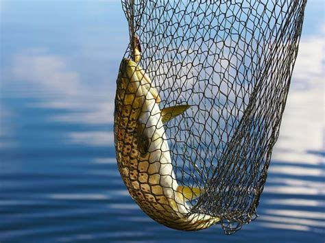 Nylon Fish Netting For Catching Fish In Sea Pond Lake And Seashore