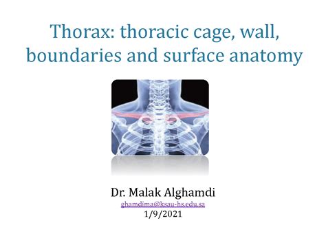 Solution Thorax Thoracic Cage Wall Notes Studypool