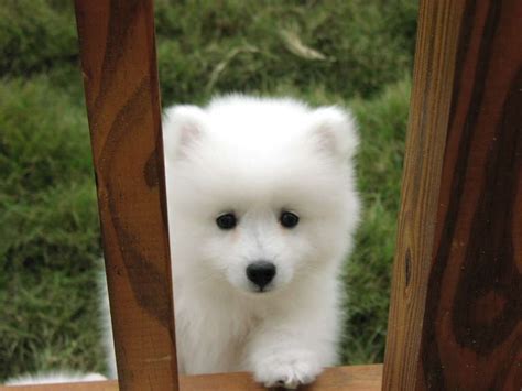34.73 kb (35566) to use the sad cute puppy icon on forums, profiles, myspace, etc use the following codes 40+ Very Cute Pictures Of Samoyed Puppies