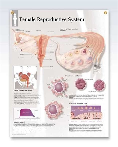 The Essential Guide To Understanding The Female Reproductive System