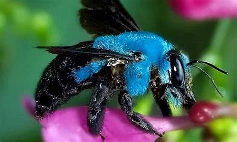 Floridas Long Lost Blue Bee Was Rediscovered Awareness Act