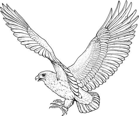 Https://tommynaija.com/coloring Page/adult Eagle Coloring Pages