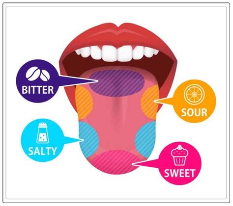 Taste Buds Anatomy Changes And Treating Them Dentist Ahmed