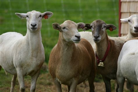 Why Katahdin Sheep Stoneheartfarm