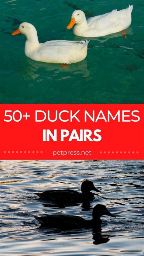 The Best Duck Names In Pairs 50 Names For A Pair Of Ducks