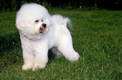 Dog Breed Bichon Frise On The Grass Wallpapers And Images Wallpapers