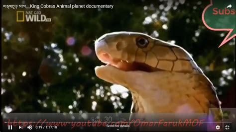 শঙ্খচূড় সাপking Cobras Animal Planet Documentary Youtube