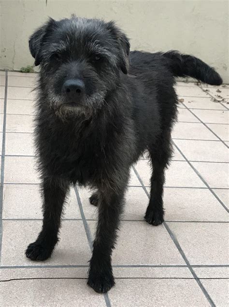 Loves amanda (amanddica) and vanilla (villan0) <3 personality: Old Man Blacky (age unknown), we found him wandering in ...