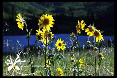 This has made the flower post a fun place to visit even if you don't buy anything. Rocky Mountain Wildflowers » A Funky Little Mountain Flower