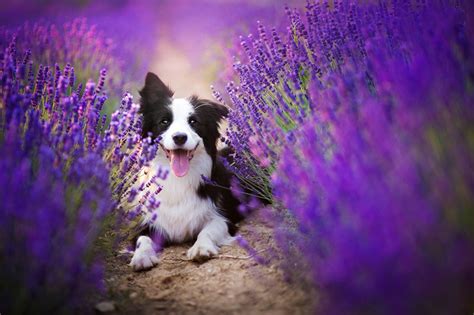 Told bored panda she got into pet photography and started posting the shots to hachi's own instagram page back in 2012 because as she said, he looks really sharp in flowers and is a ridiculously cute dog. Heart-Melting Dog Portraits by Alicja Zmyslowska