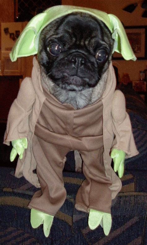 20 Pugs Dressed As Yoda And Darth Vader