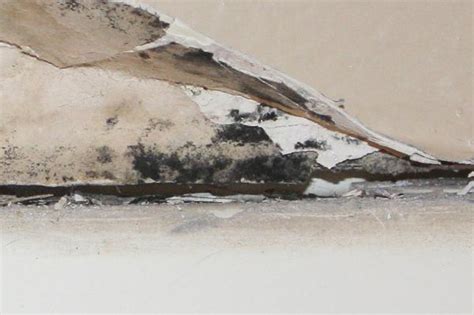 Healthprep.com has been visited by 100k+ users in the past month Help is this black mold in my shower? How do I identify ...
