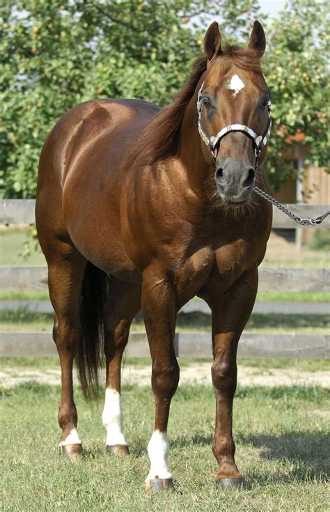 Gorgeous Quarter Horse Conformation Horses Big Horses Most