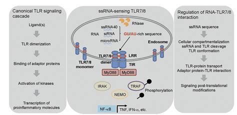 Guardians Of Neuroimmunity Toll Like Receptors And Their Rna Ligands