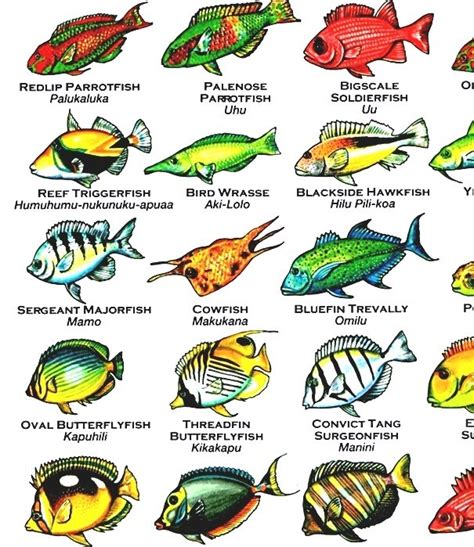 Hawaiian Fish Species Chart