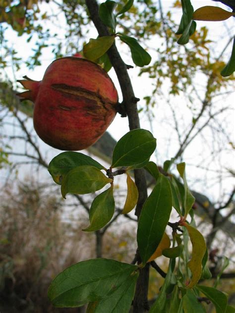 Granaatappel Punica Granatum Pomegranate Dutch Treeguide At