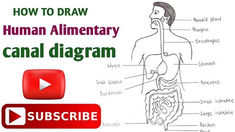 How to draw human alimentary canal diagram class मनव आहर नल क चतर biology diagram