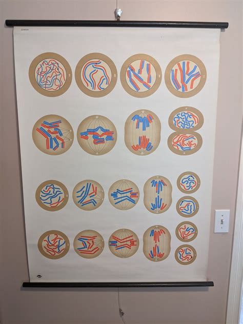 Wall Chart Cell Division Ii Meiosis Germ Cells Organisms Etsy Canada