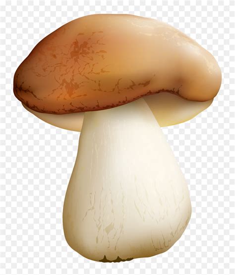 Download Mushroom Clip Art Clipart Common Mushroom Clip Art Mushroom Clipart Flyclipart