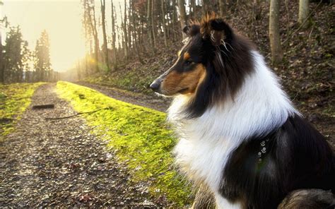Rough Collie Full Hd Wallpaper And Background Image 1920x1200 Id396509