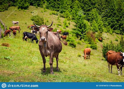 Cattle Grazing Lush Green Pasture Of Grass Near Forest On A Beautiful