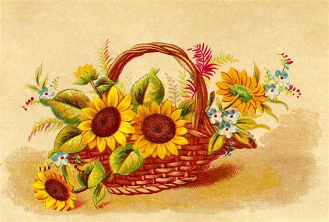 Free Vintage Sunflower Cliparts Download Free Vintage Sunflower