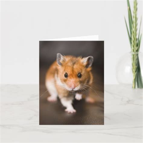 Hamster Cards Zazzle